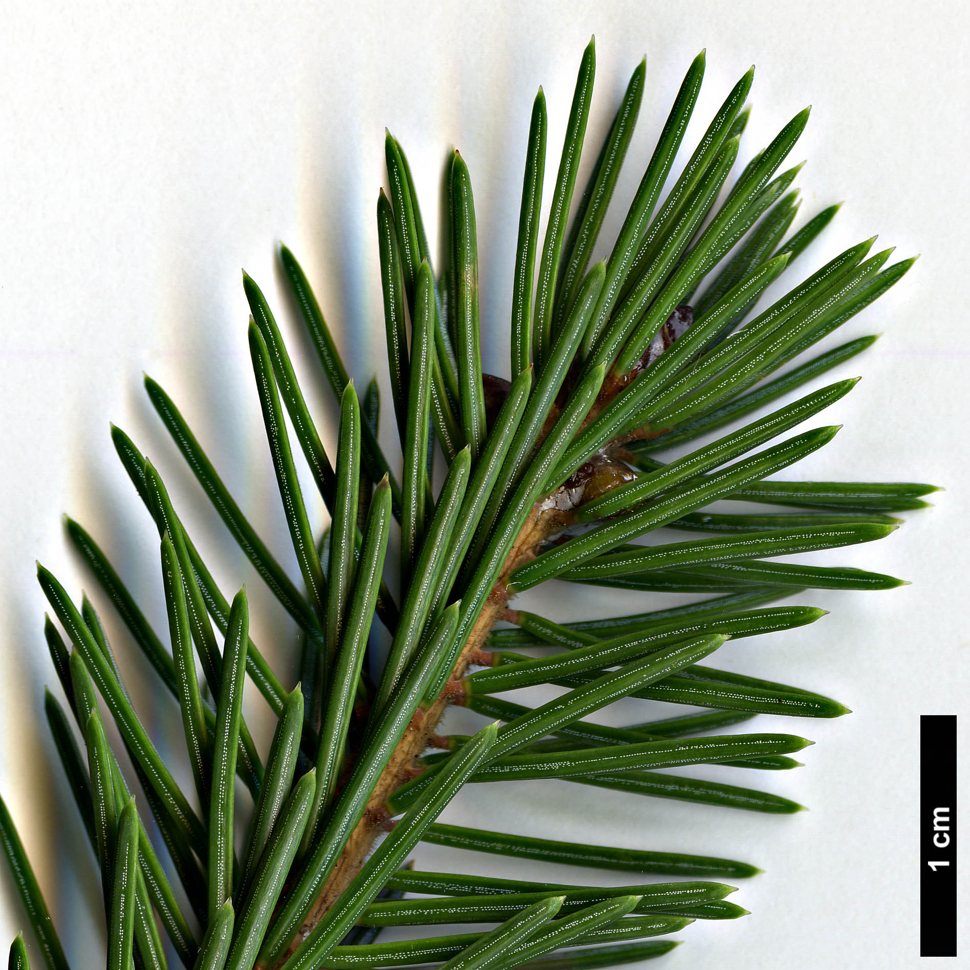 High resolution image: Family: Pinaceae - Genus: Picea - Taxon: likiangensis